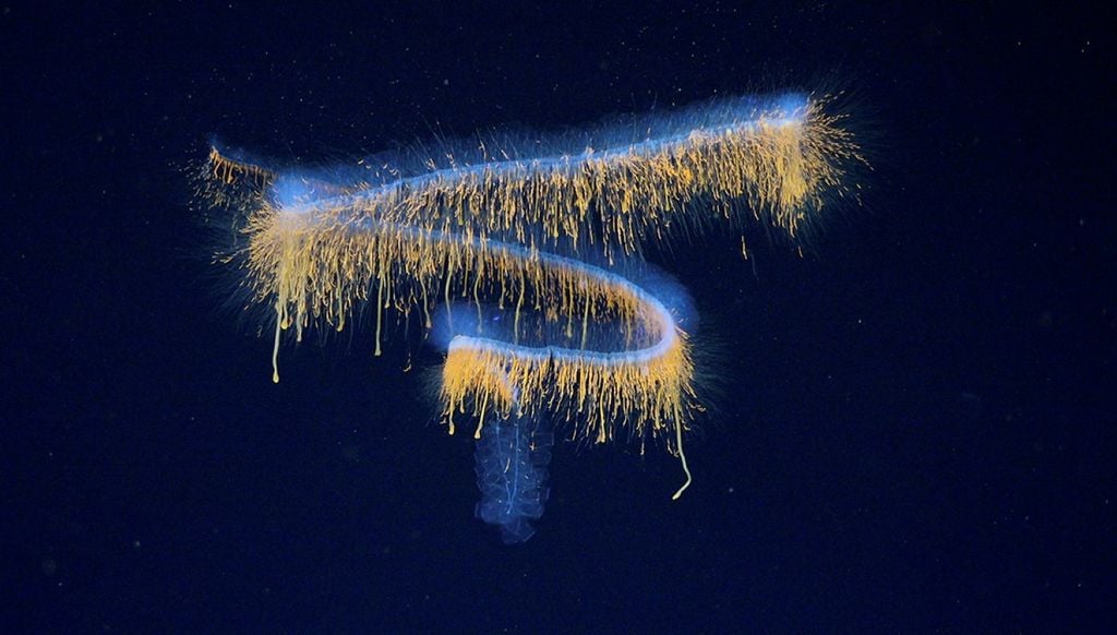 As imagens deste sifonóforo foram capturadas a 552 metros de profundidade. Trata-se de um gênero ainda não descrito — talvez até mesmo de uma nova família do grupo Physonectae As imagens deste sifonóforo foram capturadas a 552 metros de profundidade. Trata-se de um gênero ainda não descrito — talvez até mesmo de uma nova família do grupo Physonectae. Crédito: ROV SuBastian/Schmidt Ocean Institute