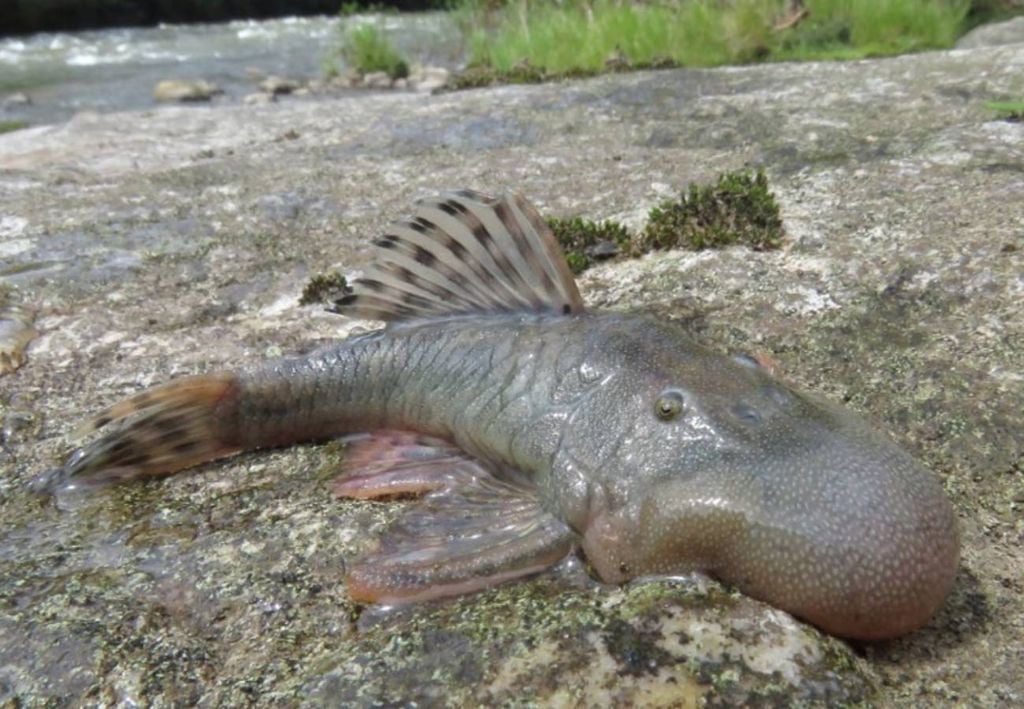 peixe 'cabeça de bolha', Peru