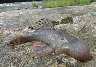 Expedição no Peru descobre 27 novas espécies, algumas bizarras: peixe ‘cabeça de bolha’ e rato anfíbio estão na lista