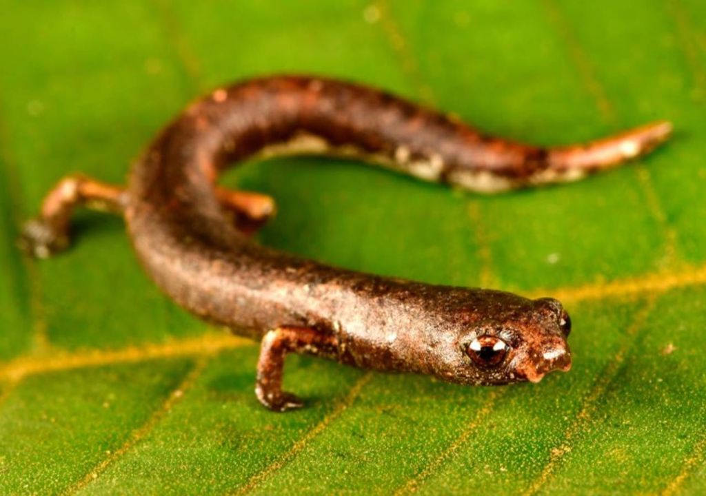 salamandra arbórea, Peru