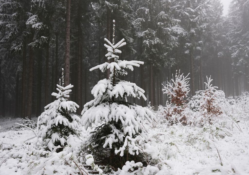 schnee, wetter, deutschland schnee, wetter, deutschland