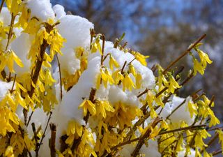 Experte ist besorgt: "Das könnte heftig werden" Frühling vorbei? Wettermodelle warnen vor Kaltlufteinbruch mit Schnee