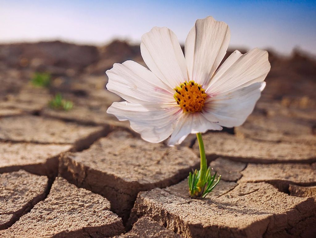 dürre, boden, April