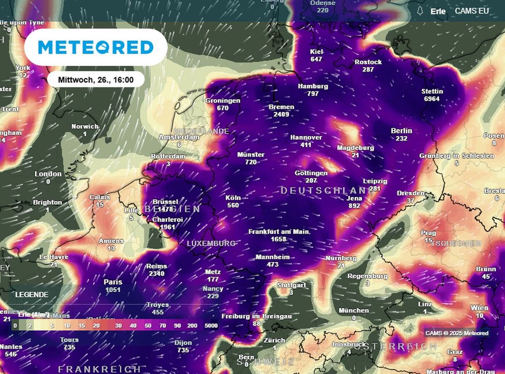 erle, pollen, warnung