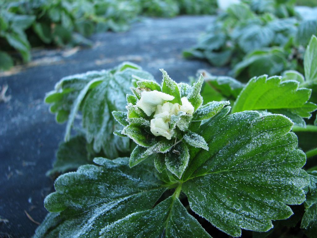 frost, wetter, deutschland frost, wetter, deutschland