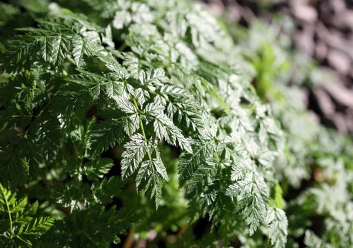 Advierten del riesgo de confundir esta planta venenosa con perejil en Espa&ntilde;a: c&oacute;mo es y s&iacute;ntomas de intoxicaci&oacute;n