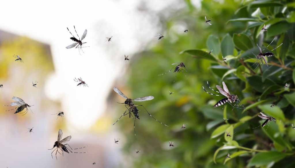 Mosquitos Los inviernos más suaves y las temporadas cálidas más largas facilitan tanto su supervivencia como su reproducción