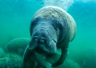 Experten sind überrascht über die Zunahme von Seekühen in einem staatlichen Park in Florida!