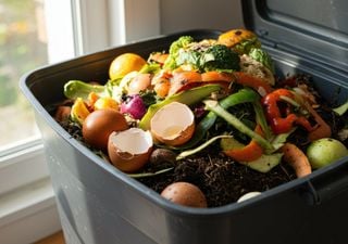 Expertos explican cómo reciclar de forma correcta: lo esencial para contribuir a la economía circular