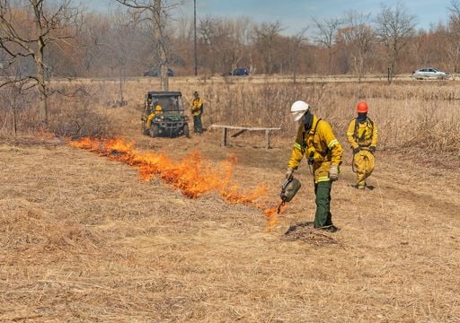 Un estudio explican la clave para prevenir incendios forestales más peligrosos: “Restaurar el patrón natural del fuego