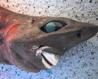 Especialistas ficam perplexos com "sorriso" de tubarão do mar profundo