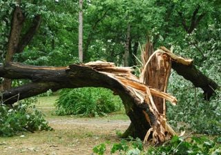 Exploding trees: the strange weather phenomenon affecting Texas