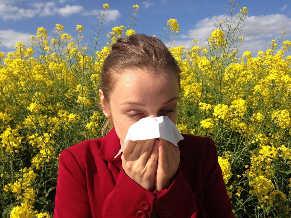 Explosion des pollens de bouleaux ! Explosion des pollens de bouleaux !