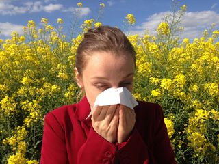 Explosion des pollens de bouleaux !