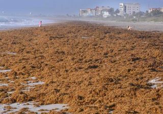 Enormi quantità di alghe Sargassi minacciano le coste di Caraibi e Florida