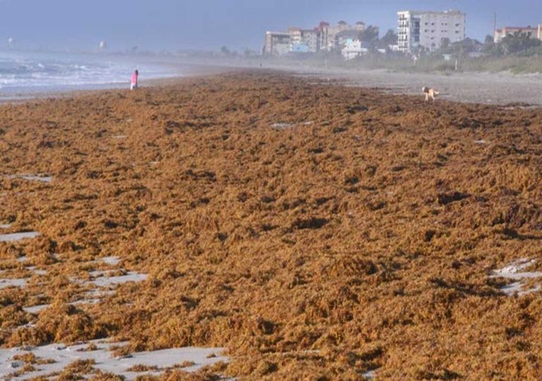 Enormi quantità di alghe minacciano le coste di Caraibi e Florida: le foto Enormi quantità di alghe minacciano le coste di Caraibi e Florida: le foto