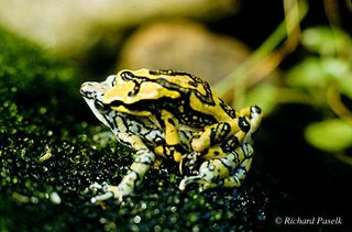 Extinciones masivas ligadas al actual cambio climático