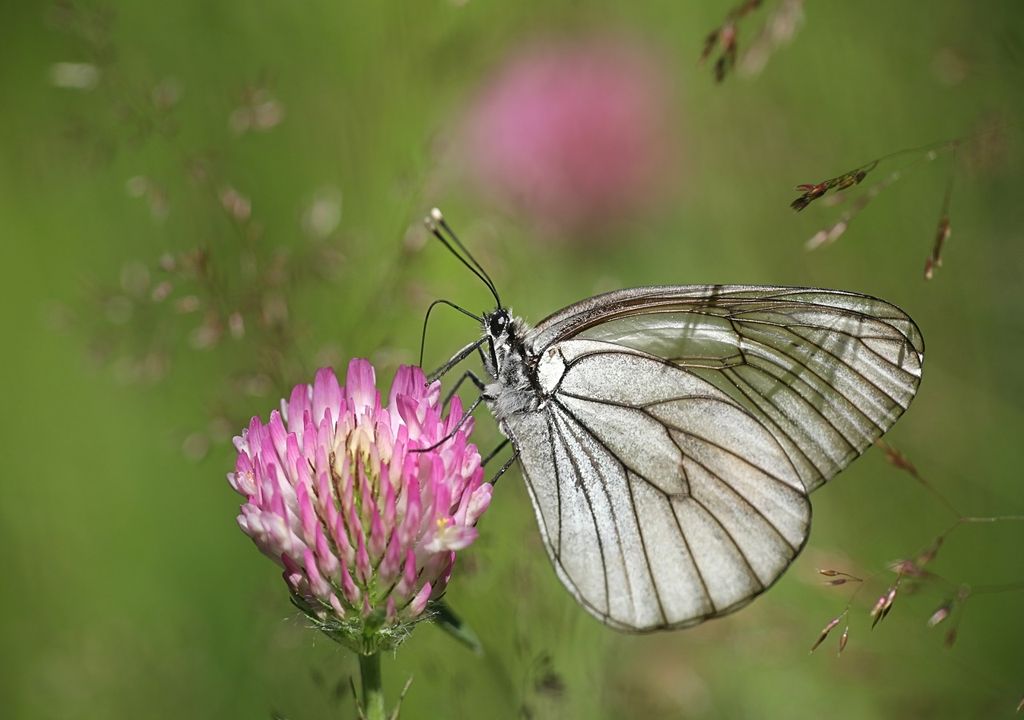 'Extinct' butterfly reappears in UK after almost 100 year absence