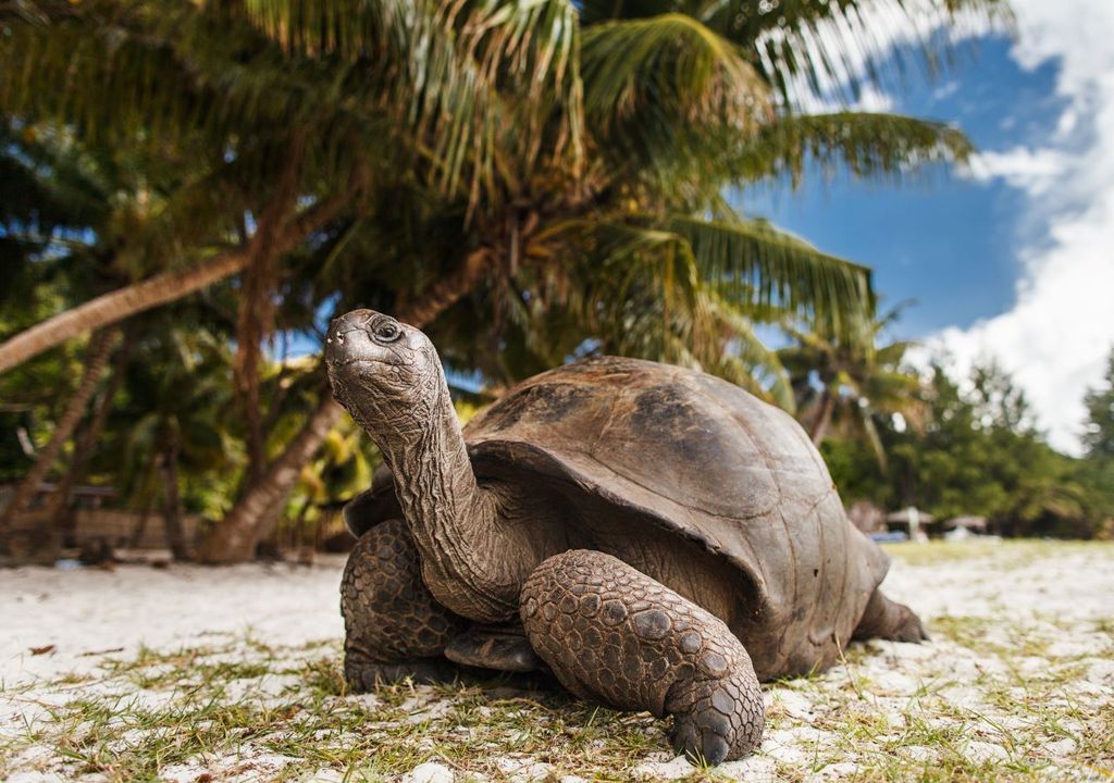 There are 14 species of giant tortoises in the Galápagos islands