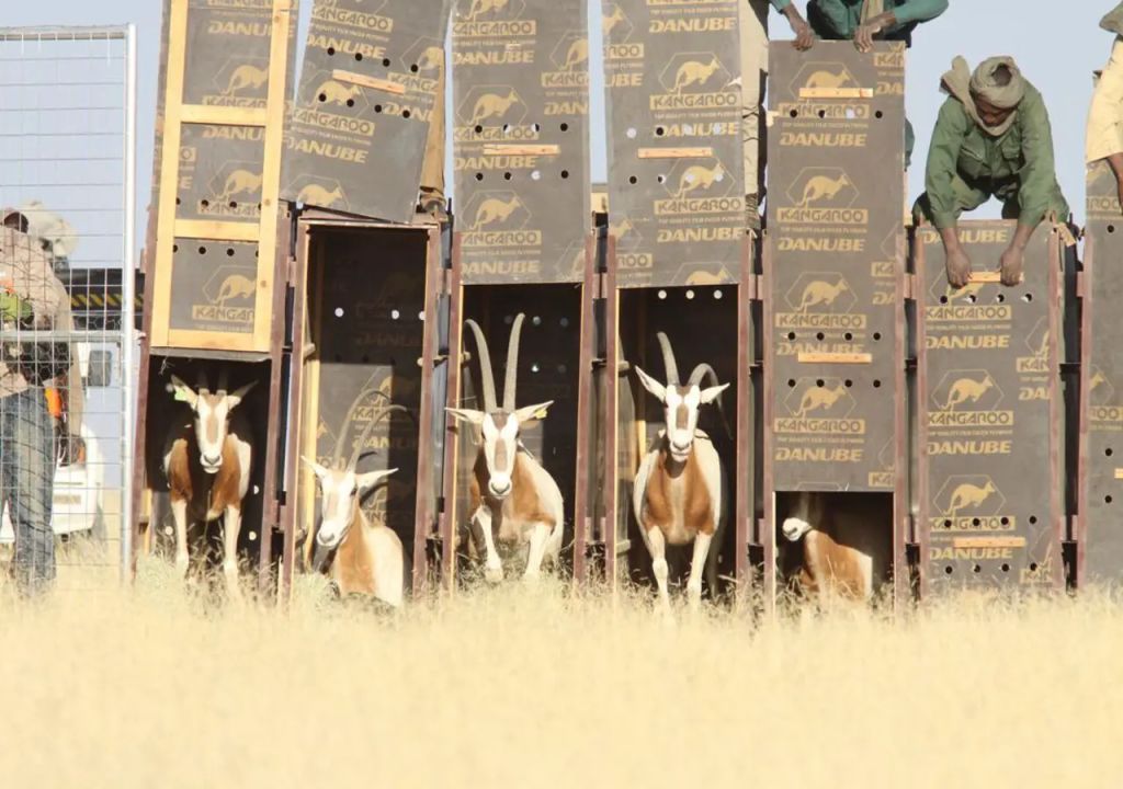 Liberación de oryx con cuernos de cimitarra