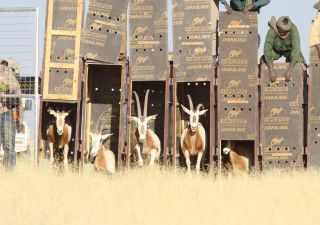 Extinct in the wild no longer: consistent conservation efforts bring the scimitar-horned oryx back from the brink