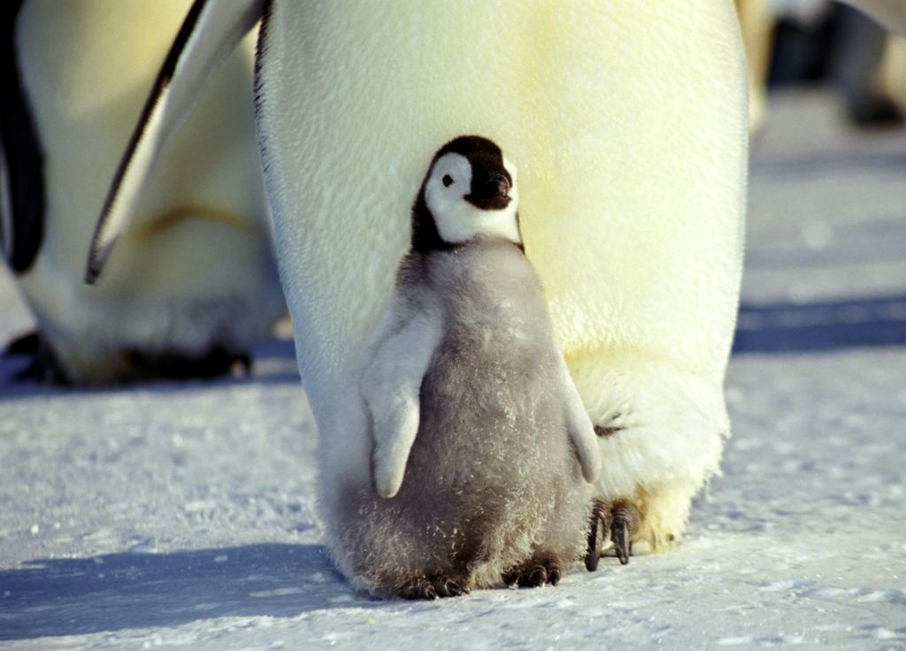 Poussin manchot empereur