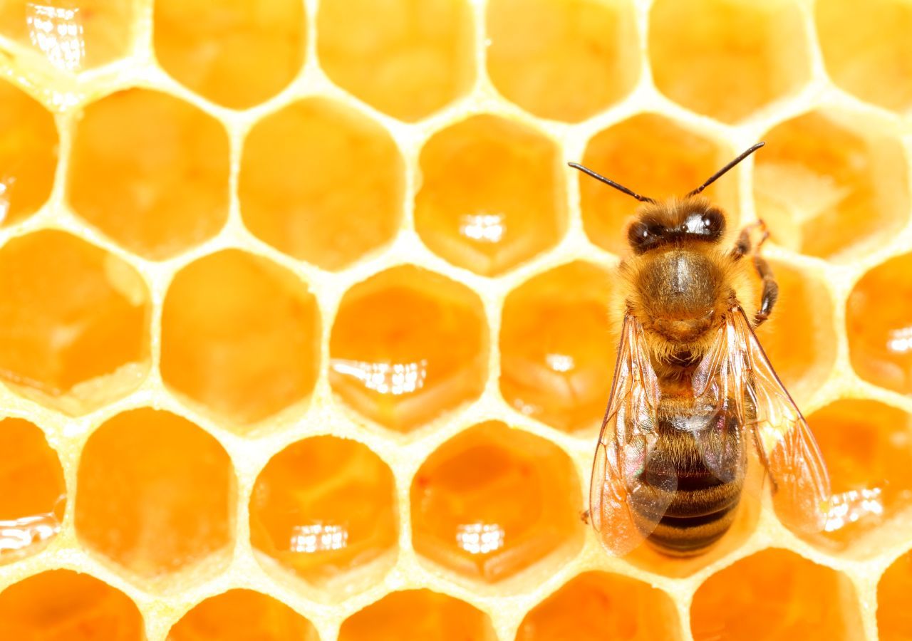 El primer estudio a gran escala sobre la pérdida de colonias de abejas manejadas en Latinoamérica, evidenció que la abeja europea está desapareciendo de los países de la región.