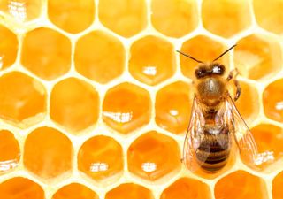 Extinción silenciosa: ¿están desapareciendo las abejas en América Latina?