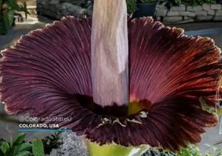 Seltsame Blüten der stinkendsten "Leichenblume" der Welt in den USA