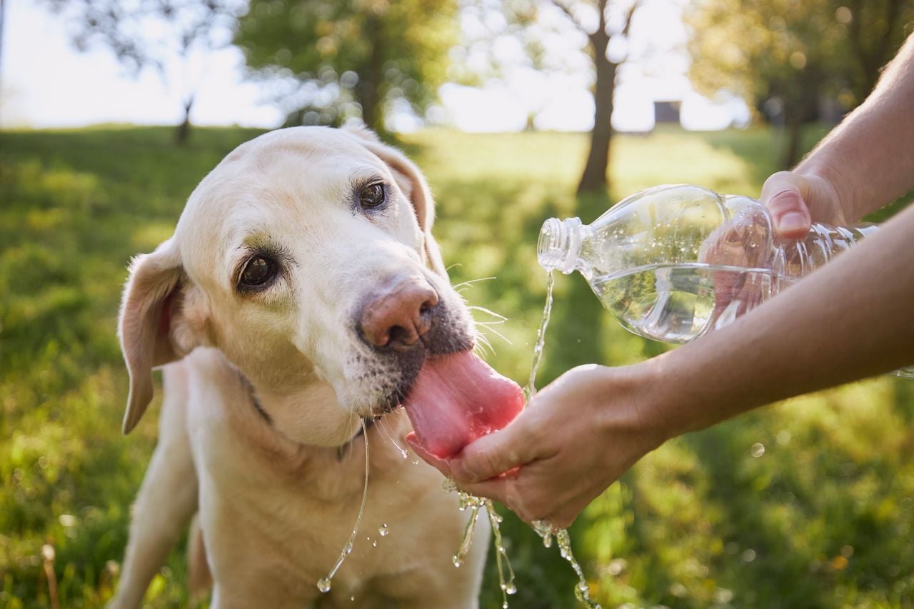 Mantenga a su amigo de cuatro patas suficientemente hidratado a medida que aumentan las temperaturas.