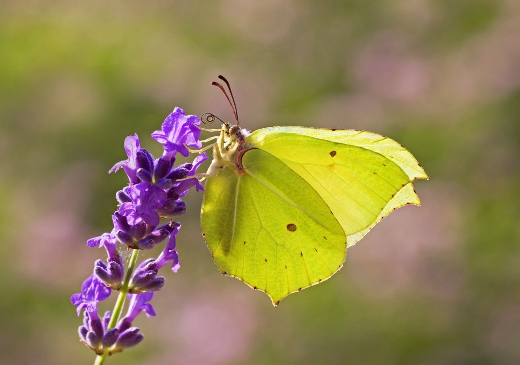 uk-butterflies-hit-hard-by-extreme-weather-findings-show