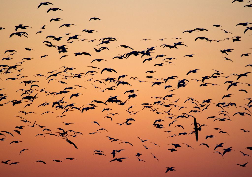 Extreme weather risk to migratory birds