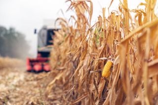 Extremos climáticos na Região Sul: quais os impactos e desafios cruciais para a agricultura no Sul do Brasil