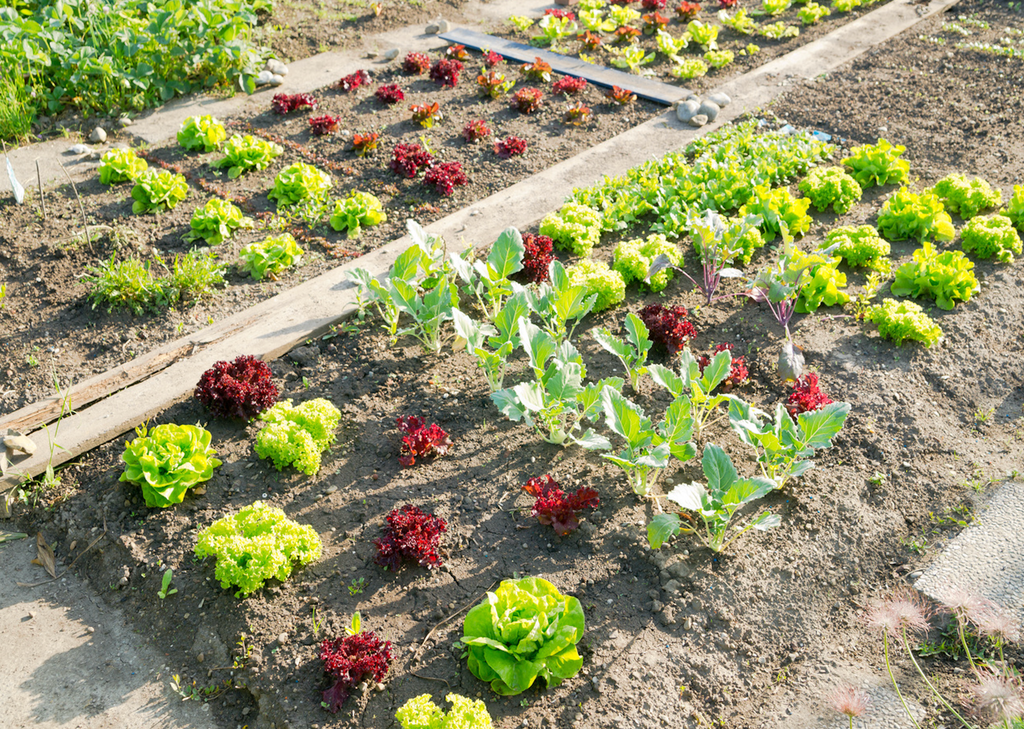 Les salades peuvent être plantées en pleine terre mais attention aux limaces ! Les salades peuvent être plantées en pleine terre mais attention aux limaces !