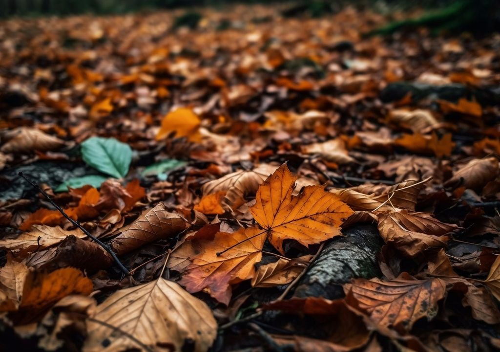 Les feuilles d'arbre séchées ont une seconde vie.