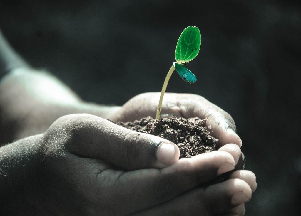 brote de planta en un poco de tierra, sostenido entre las manos de una persona