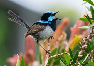 Fairy-wren mothers pass down legacy of their song to egg-bound young and nestlings