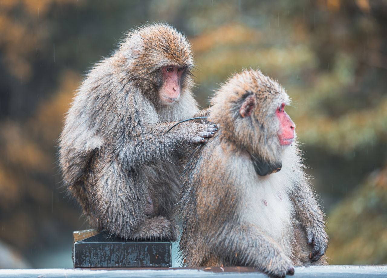 Los macacos japoneses han adoptado ciertos comportamientos tradicionales, como lavar los alimentos antes de comerlos o bañarse en aguas termales.