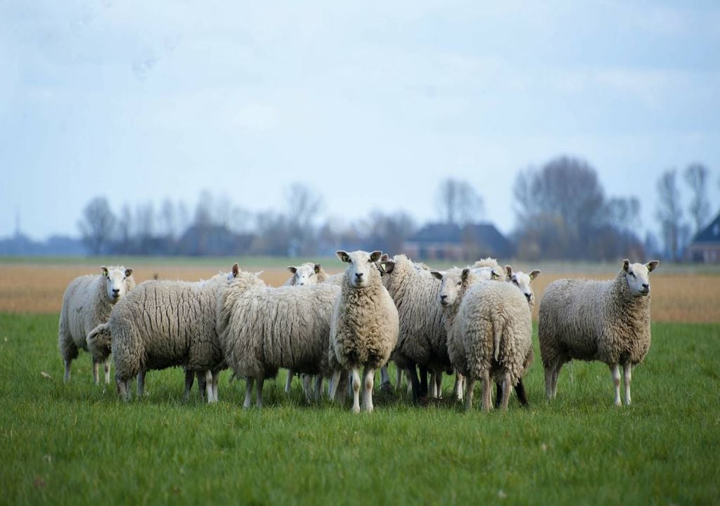 Ovelhas a pastar