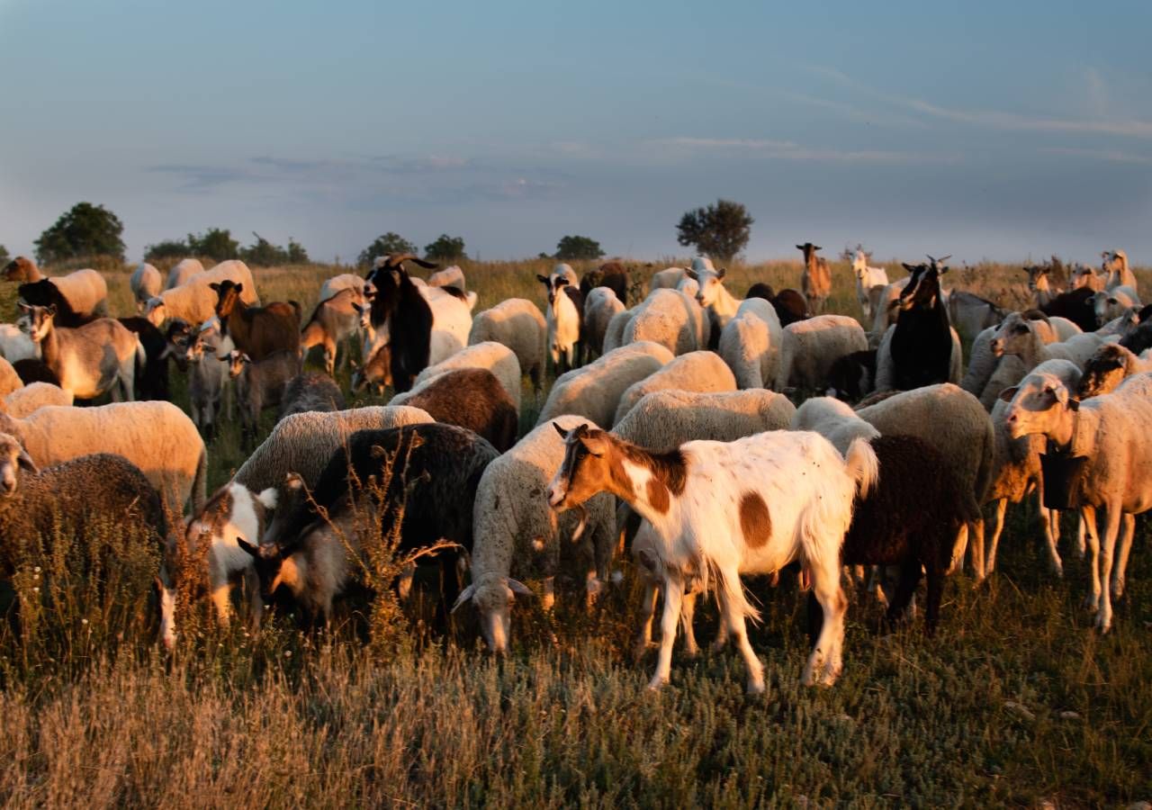 O ano 2026 foi designado, por resoluções da Assembleia Geral da ONU, o Ano Internacional das Pastagens e dos Pastores e o Ano Internacional da Mulher Agricultora.