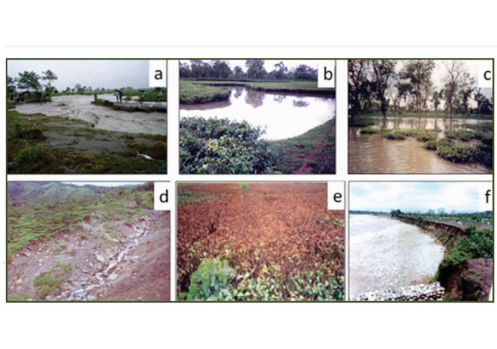 Día internacional del Té cambio climático