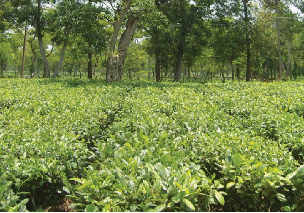 Día Internacional del Té cambio climático