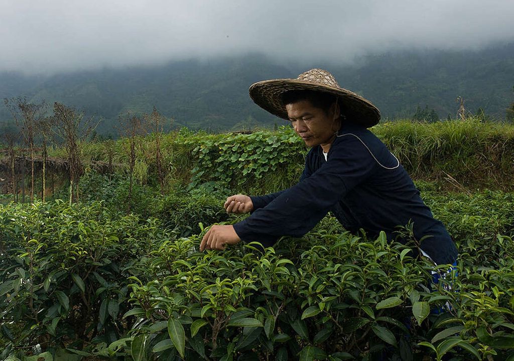 día internacional del té cambio climatico