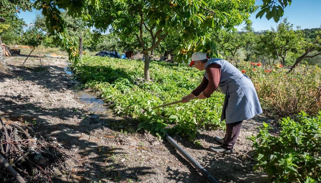 O ano de 2026 foi declarado Ano Internacional da Mulher Agricultora, uma iniciativa da FAO destinada a reconhecer o papel determinante das mulheres na agricultura.