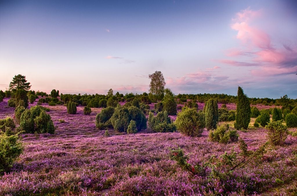 Im August beginnt die Heideblüte - ideal für einen Trip nach Niedersachsen. Foto: Adobe Stock