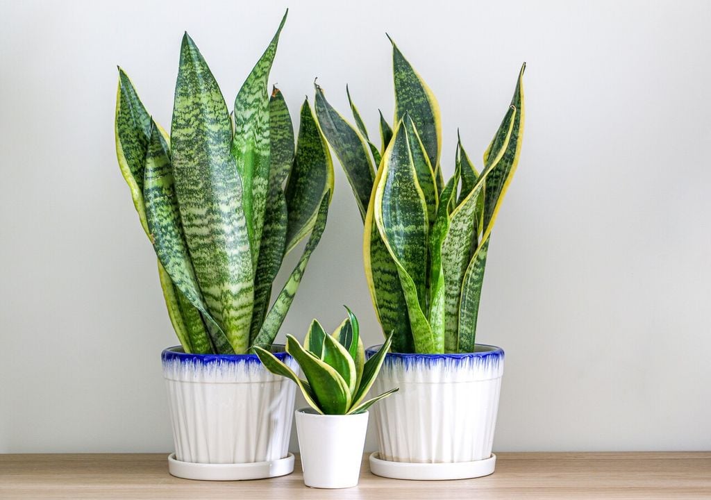 Sansevieria