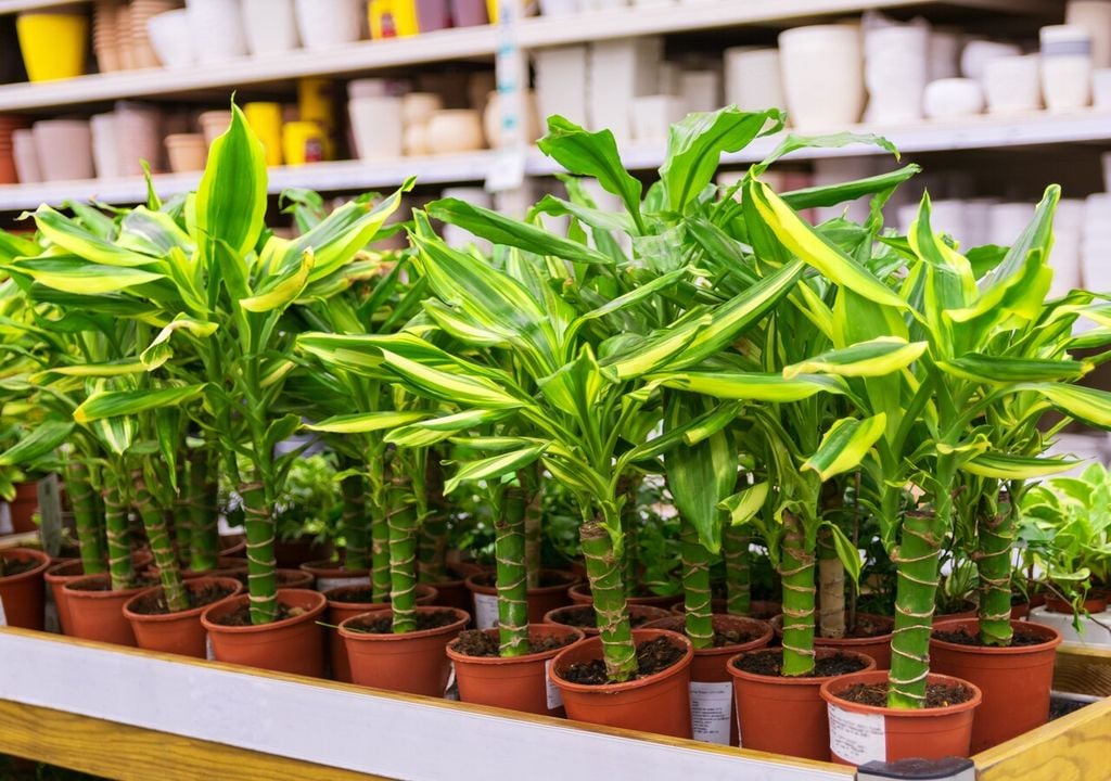 Tronchetto della felicità