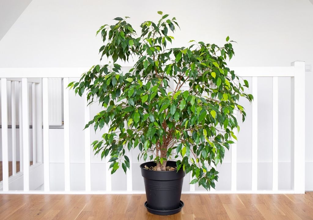 Ficus benjamina