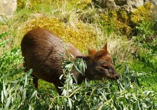 Fauna frente a las cámaras: Chile se suma a la mayor red mundial de monitoreo animal