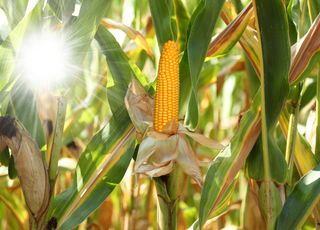 Faut-il éradiquer le maïs de nos champs pour régler la crise climatique et la crise de l'eau ?